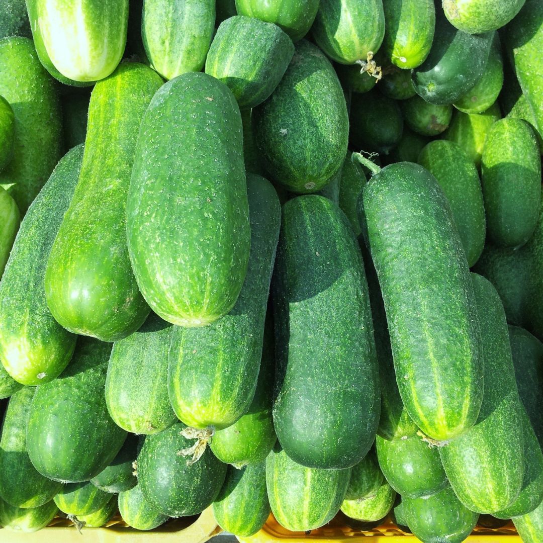 Cucumber